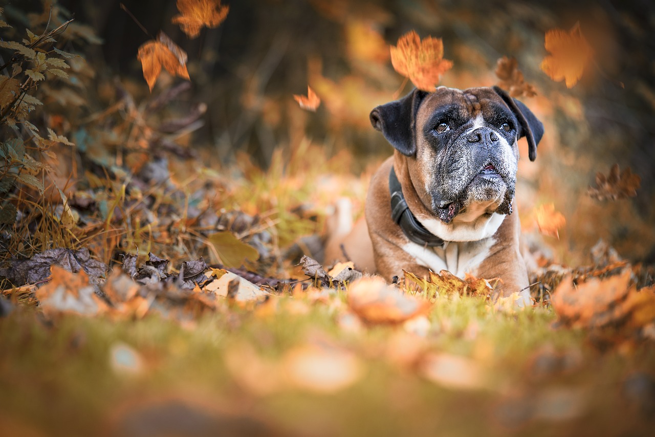 The Characteristics of the Boxer Dog - A Family Favorite